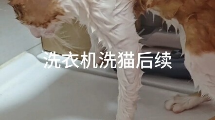 Follow-up to Washing a Cat in the Washing Machine