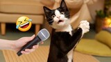 Funniest Animals 🤣 New funny cats and dogs videos 😺😀 part 5