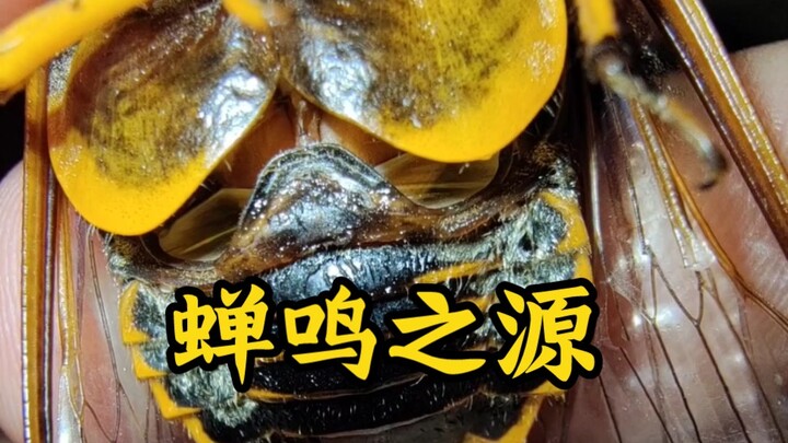 Examining the impact of the opening and closing of the costal plate on the cicada’s song