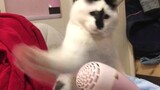 Cat: Is that all, are you fu*king a hair dryer?