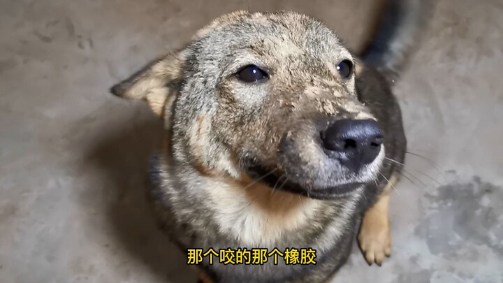 Đuôi nặng quá à?