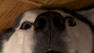 ไม่ใช่หัวแร้งนี่นา ใครสอนให้นายนอนแบบนี้วะ? แค่ไปเข้าห้องน้ำแป๊บเดียว ฉันนึกว่านายไปแล้วซะอีก...