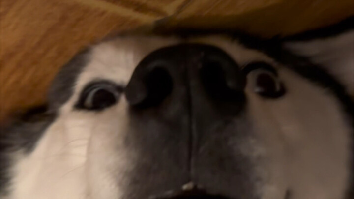 Who taught you to sleep like this—using a soldering iron as a pillow? I went to the bathroom and cam