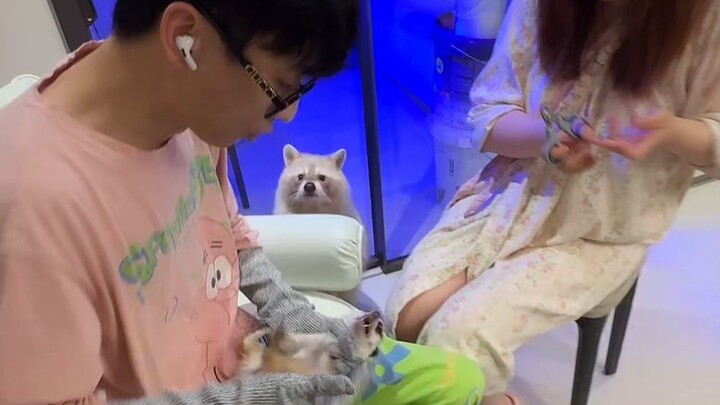 Cắt móng cho chồn đất cần chú ý, chỉ sơ sẩy một chút là bị cắn ngay!