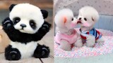Tik Tok Chó Phốc Sóc - Funny and Cute Mini Pomeranian #11