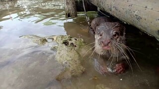 Otter Oshka Hunting Fish at the Beach. Wow she is good! #otter.