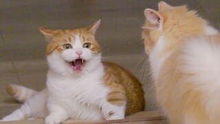 Kucing oranye berkaki pendek itu mulai berkelahi, apakah karena tidak dimandikan?