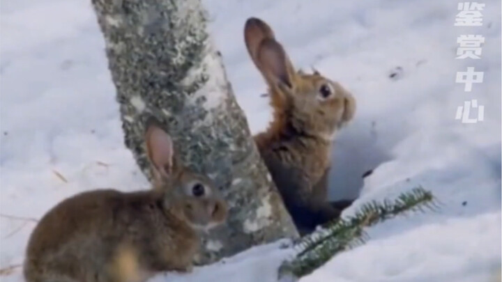 أرتعش كلما أتذكر قصة الغراب الذي يشرب الماء في طفولتي.