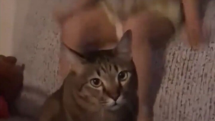 The odds of getting your throat slit by a cat are super low, but they’re not zero.