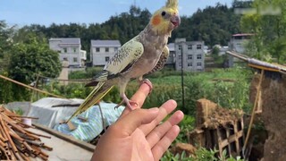 Anh em chim đeo mặt nạ thách thức thế giới xem chú chim nào bay cao nhất