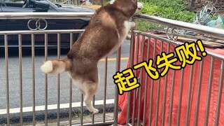 哈士奇：我想要自由，奈何太胖跳不出去！