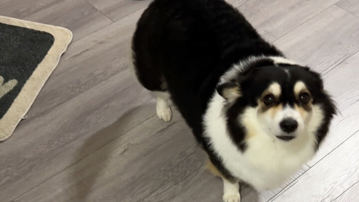 Xem xong mà cứ như mình đang lén bắt chó nhà người khác vậy…