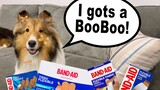 "I gots a BOOBOO!" 🤕🐶 But where??? - A Biscuit Talky Compilation on Cricket "the Sheltie" Chronicles
