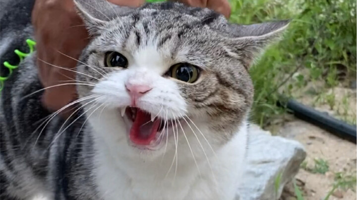 كان من المفترض أن يكون بعد ظهرًا ممتعًا