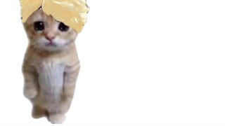 Croissant cat, but A Yue