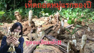 เห็ดถอดหมู่แรกของปี!!(เห็ดโคนหลวง)งานนี้งัดทั่งงัดจนเสียมหัก ม่วนกลุ๊บจ้า🤣❤️