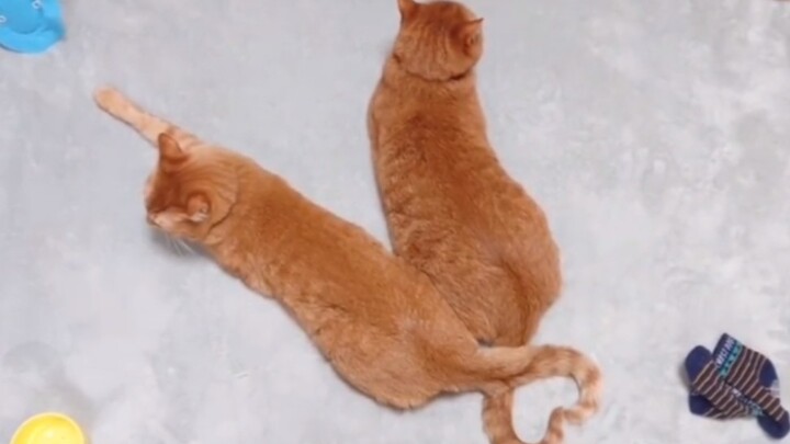 Đã sống cùng nhau thì đừng chê bai nhau nữa nhé!