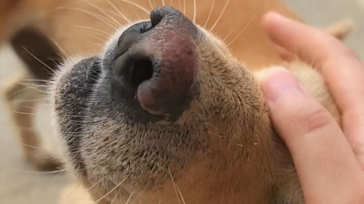 The dog head automatically sticks when you reach out.