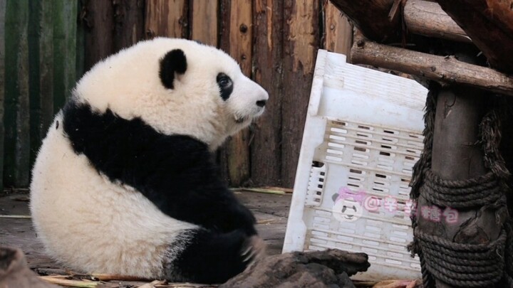 Panda|Keseharian Anak Panda