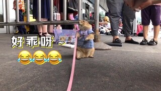 主人带土拨鼠逛漫展，全程被围观，整的土拨鼠蒙圈了