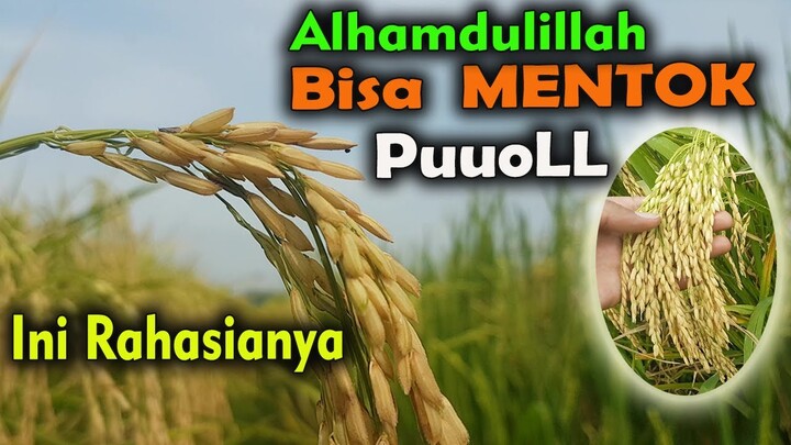 PERAWATAN PADI MENJELANG PANEN