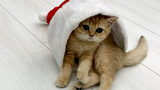 ลูกแมวคิระเล่นกับพ่อและหมวกซานตาคลอส