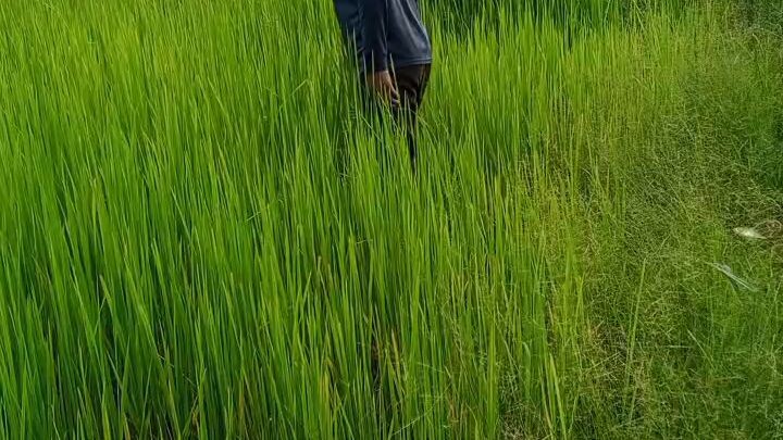 ຕັດຕໍ່ວິລິໂອຈາ