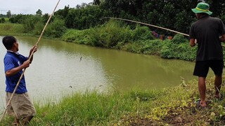 Bác 2 Chú Út Đi Nhấp Ếch Và Cái Kết Món Chuột Cống Nhum Kho Quẹt Ăn Với Cháo Trắng.Góc Làng Quê#36