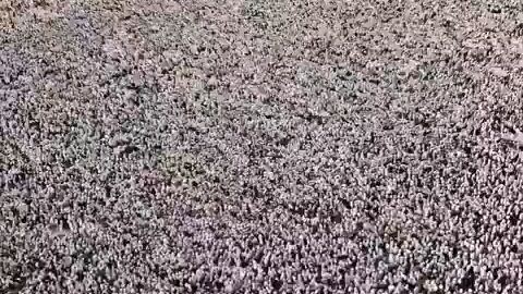 Eid Mubarak everyone