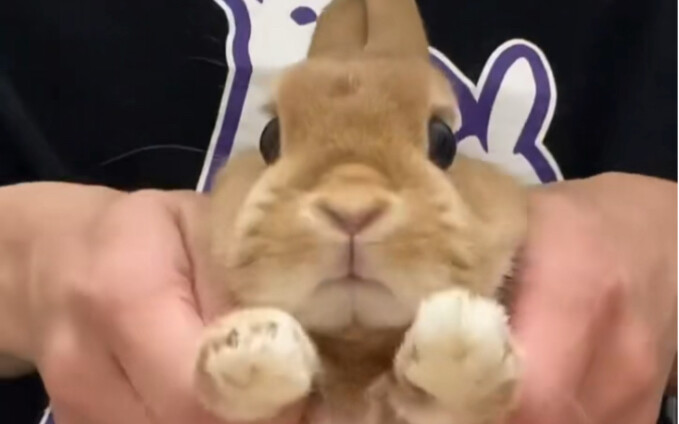 Taman Jungkook TIKTok Dapat Banyak Like | Sepertinya Dia Tahu Dirinya Adalah Seekor Kelinci Haha