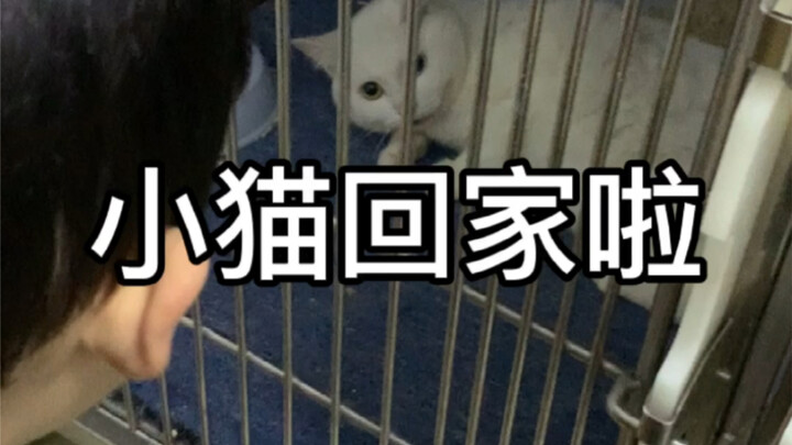 Today I brought the kitten home. It’s not very familiar with us yet, but I hope it will warm up to u