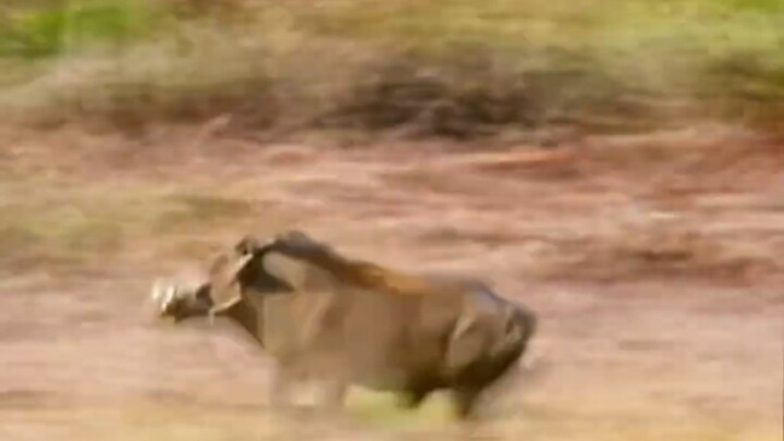 Lợn rừng: Tao đỗ xe lùi thẳng vào chỗ luôn!