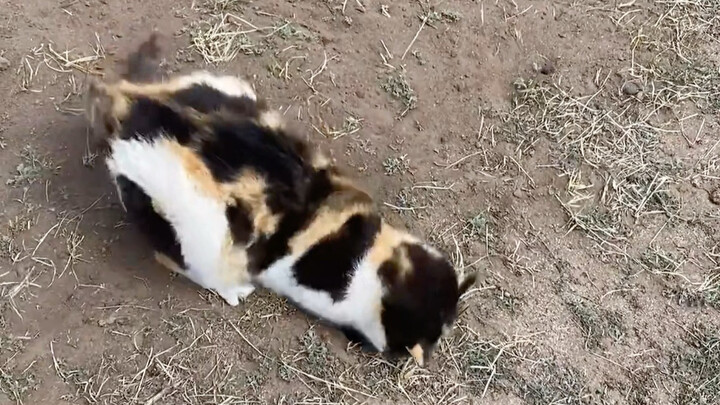 Tolong bawa si cantik Sanhua untuk membantu menangkap tikus!