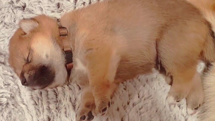 Poor little Shiba had a nightmare, trembling and sobbing uncontrollably o(╥﹏╥)o