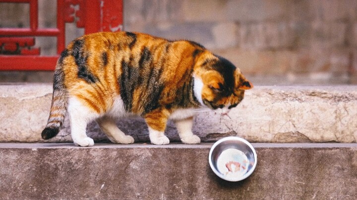 Kucing Istana Kuno Ruyi sibuk makan dengan gaya yang unik, sementara Papa hanya bisa menonton dengan