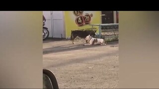 meme Chúa tể đường phố là thế này sao