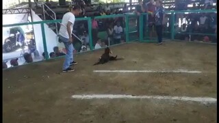 champion ulit