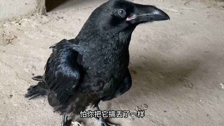 Gagak yang sayapnya cedera dan patah tulang sudah mulai akrab dengan saya.