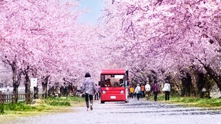 VLOG Perjalanan Estetika Sensual Makoto Shinkai Sebuah perjalanan untuk menemukan cumi-cumi berpenda