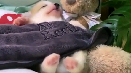 我被可爱基倒了……