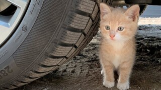 危险十分!可爱的小猫，能逃脱汽车的碾压吗