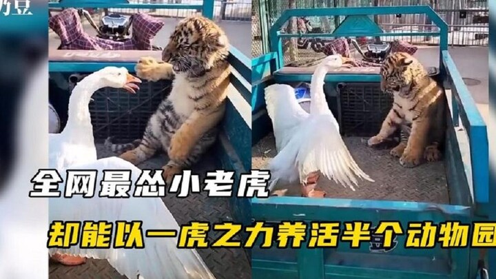 The tiger getting beaten up by a goose trended on social media; and Nai Dou, at such a young age, al