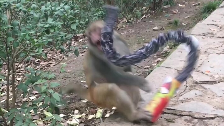 Pranking a Monkey with a Chip Can