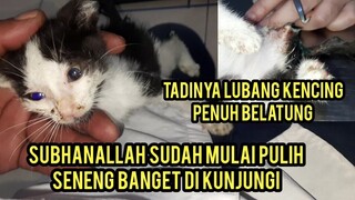 Kebesaran Allah Anak Kucing Yang Di Gerogoti Belatung Sekarang Sudah Sehat Dan Minta Main..!