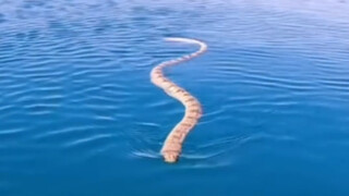 When the boy was playing in the sea, he repeatedly encountered a sea snake saying "hi"