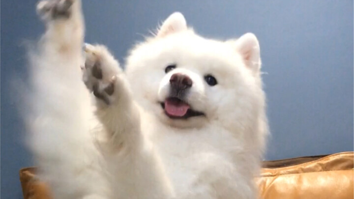 My Samoyed Can Dance