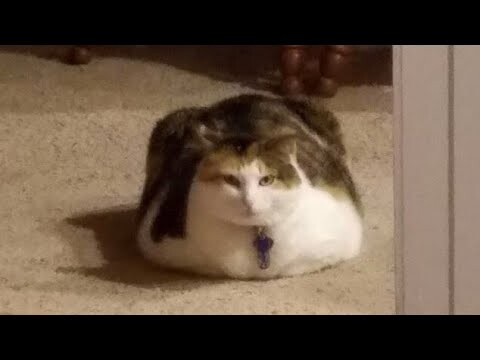 😂 Funniest Cats and Dogs Videos 😺🐶 || 🥰😹 Hilarious Animal Compilation №140