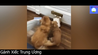 Xiu lòng với độ đáng yêu của mấy em boss này #funny