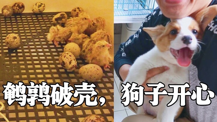[Persimmon Mushroom] The little quail has hatched! Such a fluffy, chirpy cutie! The corgi and the qu