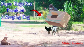 Wow !! New Prank | Super Huge Box Prank on 2 Sleeping Dog | Very Funny Video |Try to stop Laugh